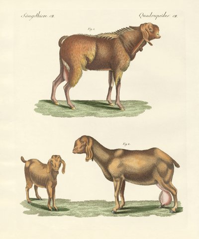 Den egyptiske ged (farvet gravering) af German School