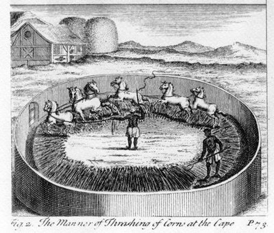 The Way of Thrashing of Corn at the Cape, illustration fra 