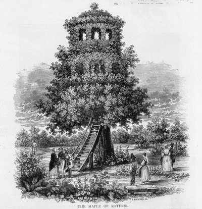 The Maple of Ratibor, Schlesien, 1893 af German School
