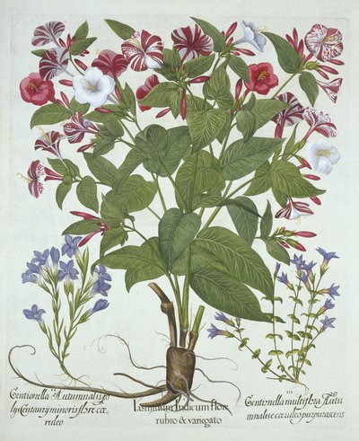 The Marvel of Peru and Two Varieties of Gentian, fra Hortus Eystettensis, af Basil Besler (1561-1629), pub. 1613 (håndkoloreret gravering) af German School