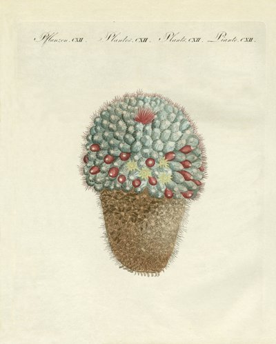 Den brystformede melontidsel (farvet indgravering) af German School