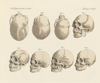 Skallen af de fem menneskeracer (farvet indgravering) af German School