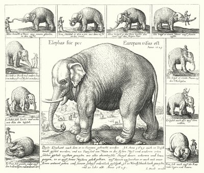 Den føjelige elefant (gravering) af German School