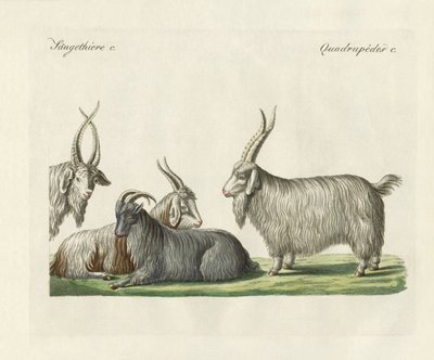 Kashmirgederne introduceret i Frankrig (farvet indgravering) af German School