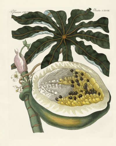 Melon- eller papayatræet (farvet indgravering) af German School