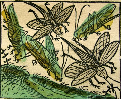 Græshoppernes pest, udgivet i Nürnberg Chronicle, 1493 af German School