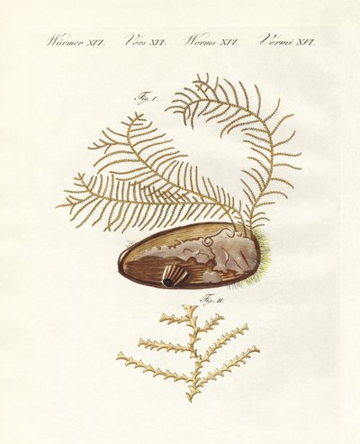 Den sertulariske hydroid (farvet gravering) af German School