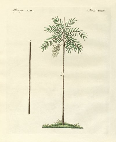 Den slanke håndflade i New Ireland (farvet gravering) af German School