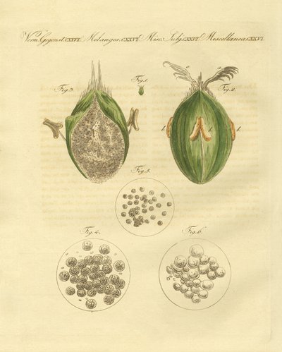 Hvedens ustilaginomycotina (farvet indgravering) af German School