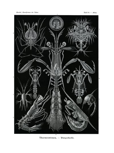 Thoracostraca, 1899-1904 af German School