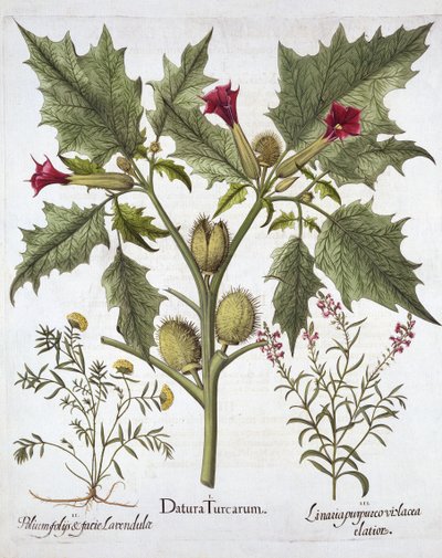 Thorn Apple, Germander og Purple Toadflax, fra Hortus Eystettensis, af Basil Besler (1561-1629), pub. 1613 (håndkoloreret gravering) af German School
