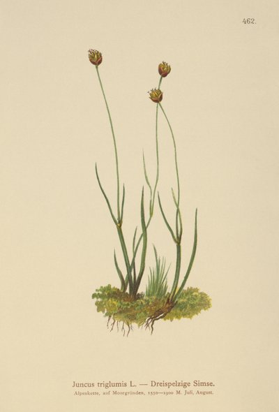 Trehullet Bynke (Juncus triglumis) af German School