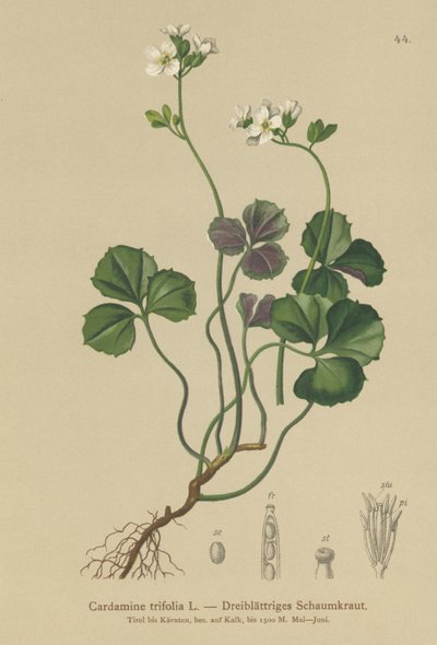 Trebladet Bitterkarse (Cardamine trifolia) af German School
