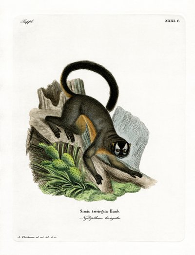 Tre-stribet Night Monkey (farvet indgravering) af German School