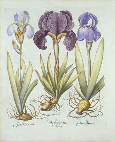 Tre varianter af rhizomatøse skægløse iris, fra Hortus Eystettensis, af Basil Besler (1561-1629) pub. 1613 (håndfarvet gravering) af German School