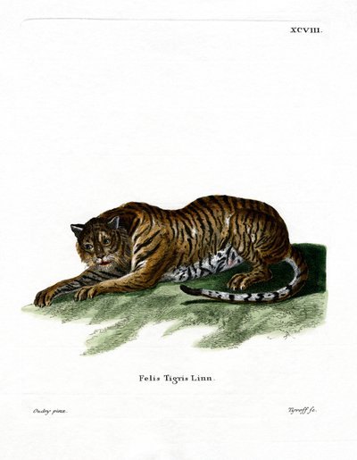 Tiger (farvet gravering) af German School