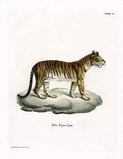 Tiger (farvet gravering) af German School
