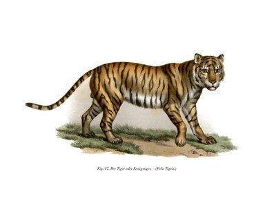 Tiger, 1860 af German School