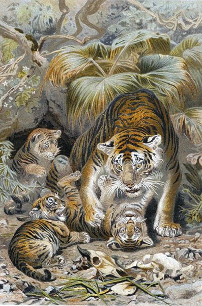 Tiger, plade fra "Brehms Tierleben: Allgemeine Kunde des Tierreichs", bd.1, s.391, udgivet af Bibliographisches Institut af German School