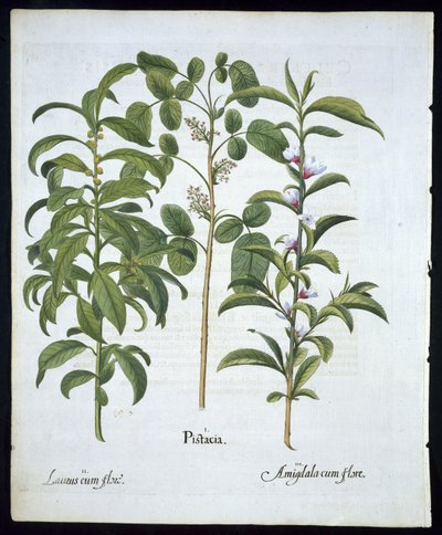 Titel: Pistacienød, laurbærtræ (Laurus Nobilis) og mandel, tallerken 6 fra Hortus Eystettensis af Basil Besler (1561 - 1629) pub 1613 (håndfarvet gravering) af German School