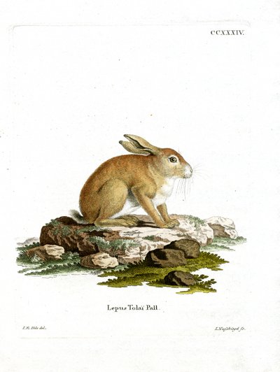Tolai Hare (farvet gravering) af German School