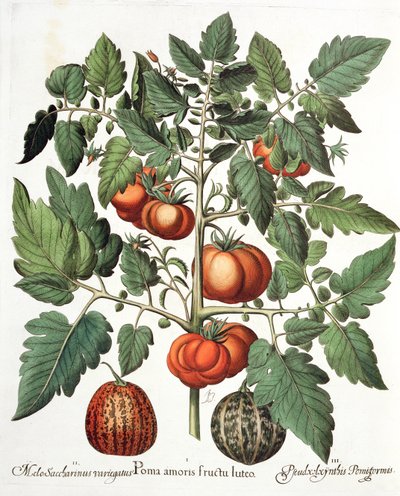 Tomater og meloner: 1. Æbler af kærlighed gul frugt; 2. Melo Saccharinus variegatus; 3. Pseudocolocynthis Pomiformis, fra Hortus Eystettensis af Basil Besler (1561-1629), pub. 1613 af German School
