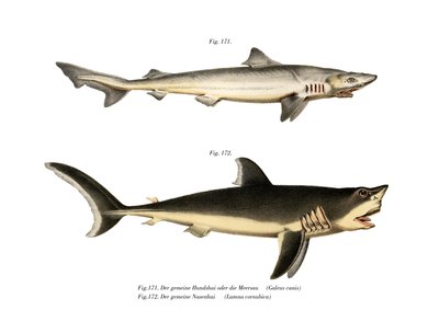 Tope Shark (farve litho) af German School