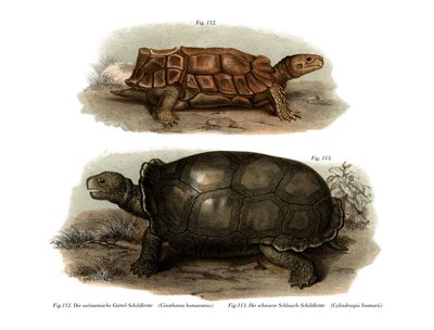 Skildpadde (farve litho) af German School