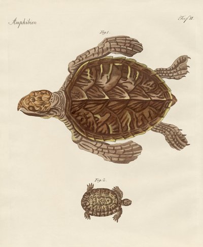 Skildpadder (farvet gravering) af German School