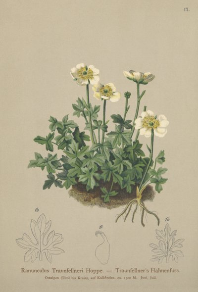 Traunfellners Kragefod (Ranunculus Traunfellneri) af German School
