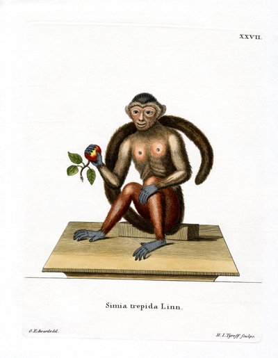 Tufted Capuchin (farvet gravering) af German School
