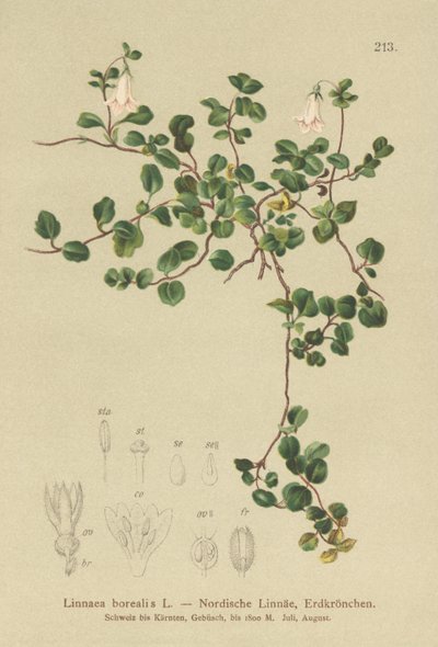 Twinflower (Linnaea borealis) af German School