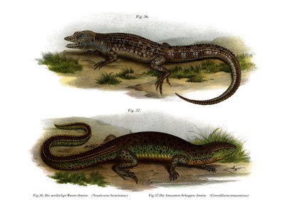 To-faced Neusticurus (farve litho) af German School