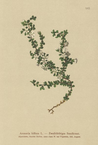To-blomstret Sandurt (Arenaria biflora) af German School