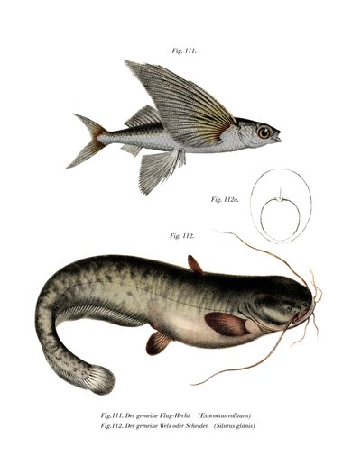 To-vinget Flyingfish (farve litho) af German School