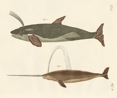 To slags hvaler af German School