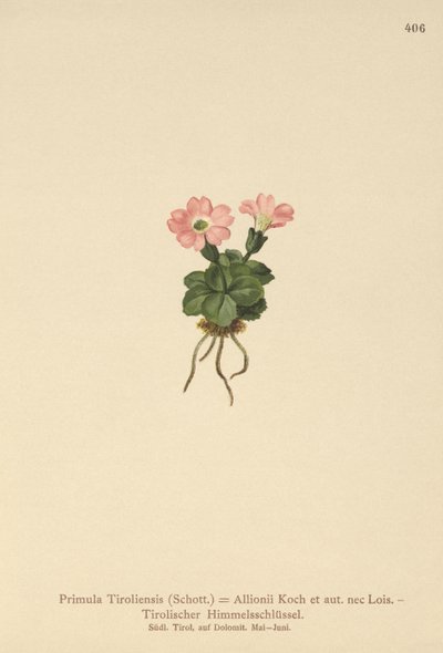Tyrolsk primula (Primula tyrolensis, Primula Tirolensis, Primula Allionii) af German School