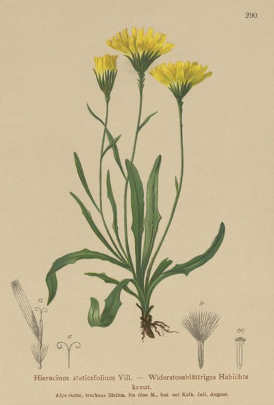 Paraply-Mælkeurt (Hieracium staticefolium, Hieracium staticifolium, Tolpis staticifolia, Chlorocrepis staticifolia, Chlorocrepis staticifolium) af German School