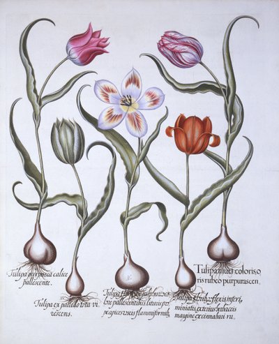 Varieties of Tulip, fra Hortus Eystettensis, af Basil Besler (1561-1629), pub. 1613 (håndfarvet gravering) af German School