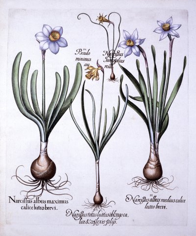 Forskellige Narcissi, fra Hortus Eystettensis, af Basil Besler (1561-1629), pub. 1613 (håndfarvet gravering) af German School