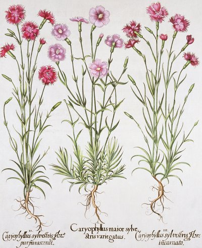 Forskellige varianter af Dianthus, fra Hortus Eystettensis af Basil Besler (1561-1629), pub. 1613 (håndfarvet gravering) af German School