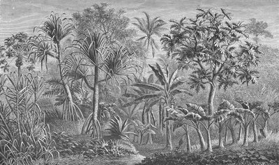 Vegetation i Indien af German School