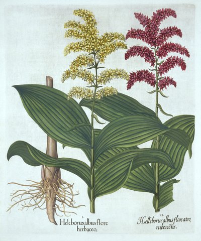 Veratrum, fra "Hortus Eystettensis", af Basil Besler af German School
