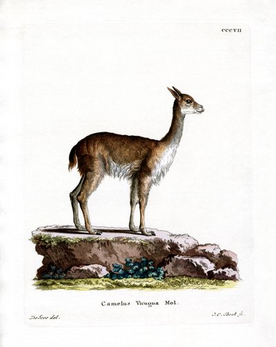 Vicugna (farvet gravering) af German School
