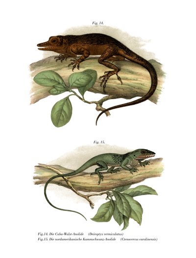 Vinales Anole (farve litho) af German School
