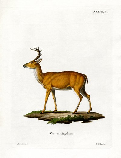 Virginian Deer (farvet gravering) af German School