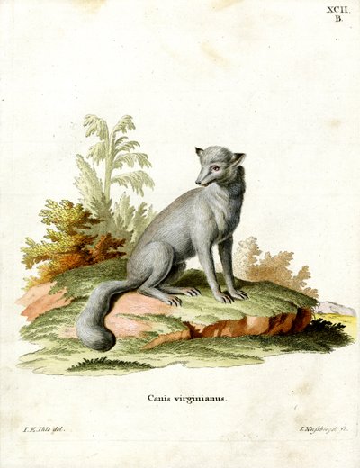 Virginian Fox (farvet gravering) af German School