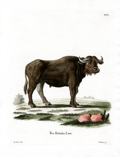 Vandbøffel (farvet gravering) af German School