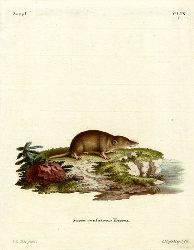 Vandspidsmus (farvet gravering) af German School