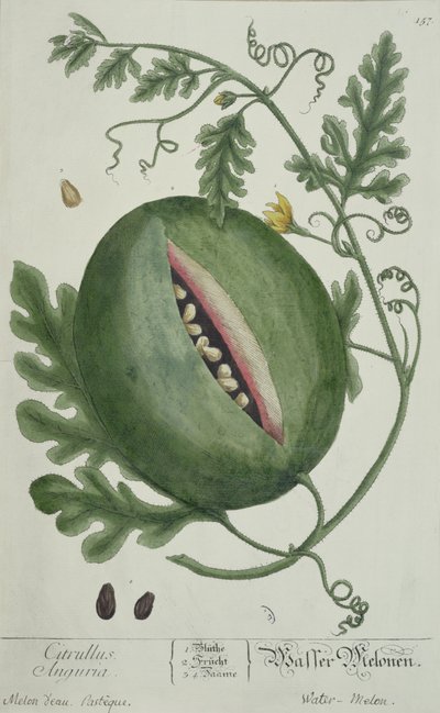 Vandmelon, fra A Curious Herbal, tysk udgave, udgivet 1757 af German School